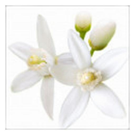 Flor de Laranjeira Africana