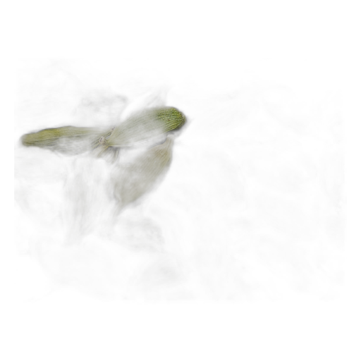 Cardamomo