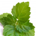 Patchouli indonésio
