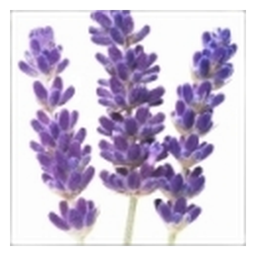Lavanda
