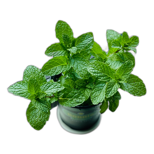 Menta