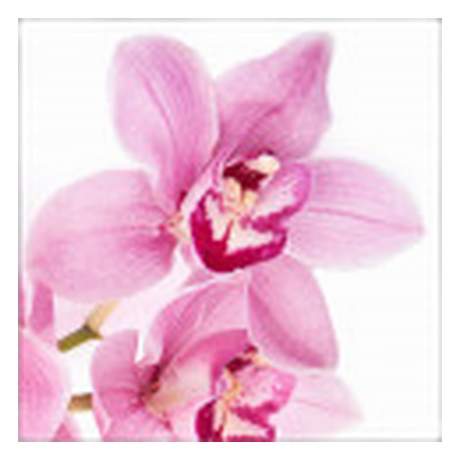 Orquídea