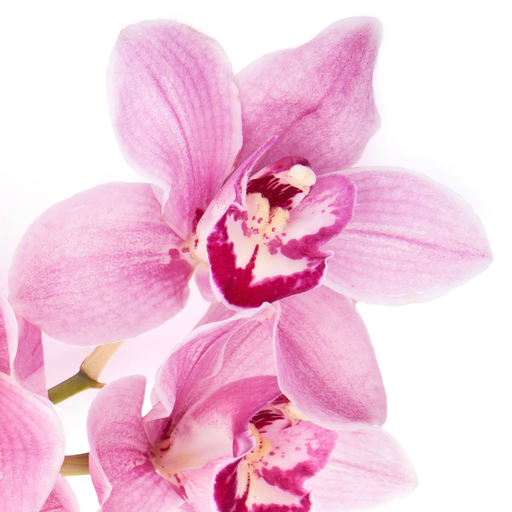 Flor de baunilha