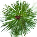 Fir Resin