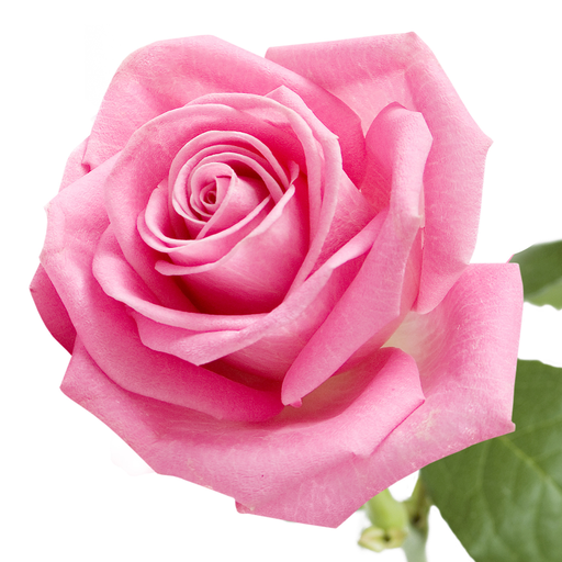rosa damascena
