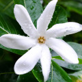Flor de Casamento Havaiana