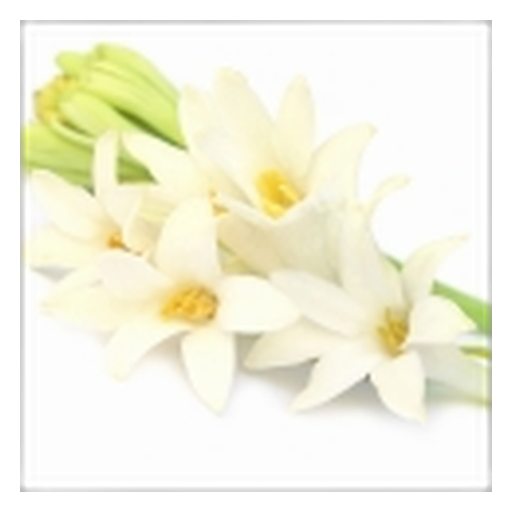 Tuberosa