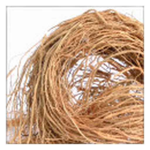 Vetiver