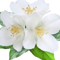 flores brancas