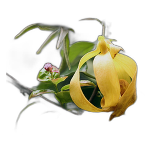 Ylang Ylang