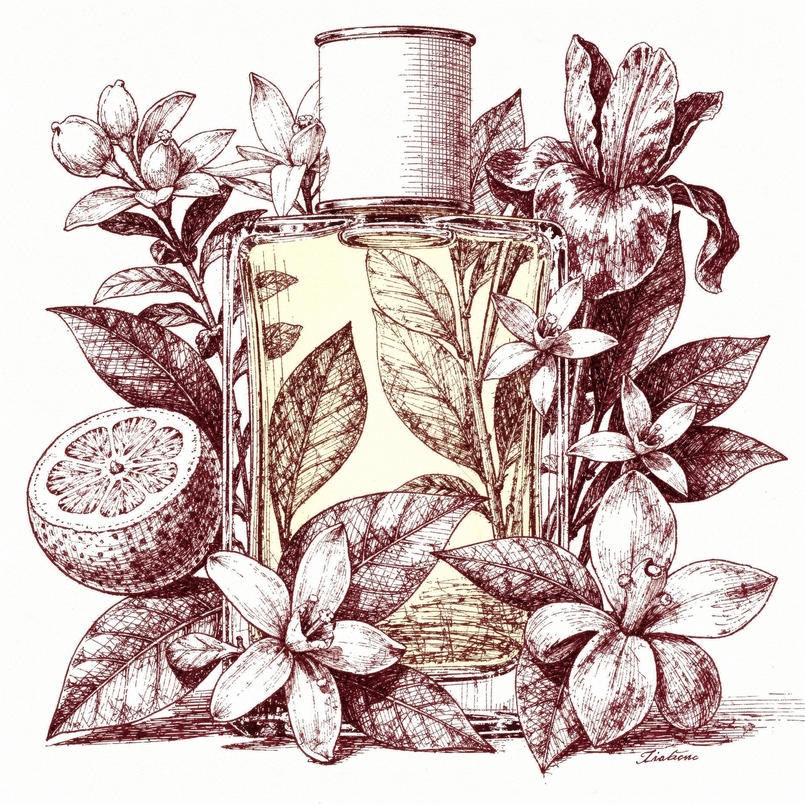 Infusion d'Iris Prada — ilustração editorial