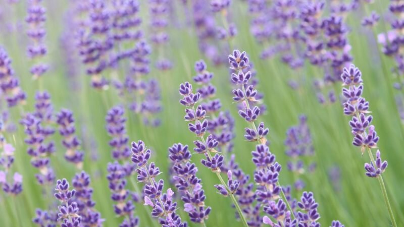 Contratipos do Le Male Elixir: as opções que realmente chegam perto