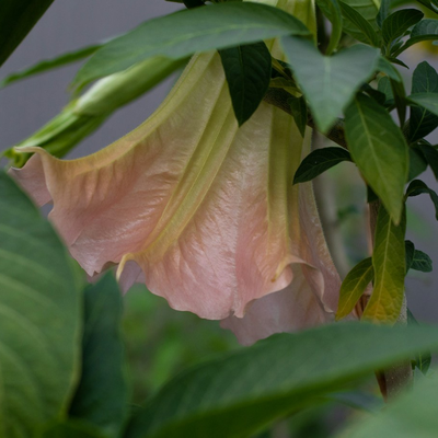 Datura
