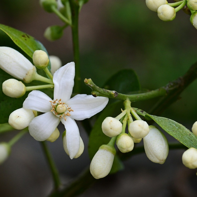 Flor de Limão