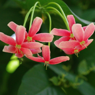 Flor Rangoon Creeper